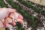 Узнайте, почему яичная скорлупа — это натуральный помощник на огороде: как правильно её использовать для растений, почвы и защиты от вредителей.