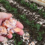 Узнайте, почему яичная скорлупа — это натуральный помощник на огороде: как правильно её использовать для растений, почвы и защиты от вредителей.