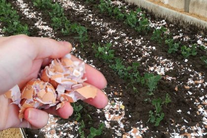 Узнайте, почему яичная скорлупа — это натуральный помощник на огороде: как правильно её использовать для растений, почвы и защиты от вредителей.