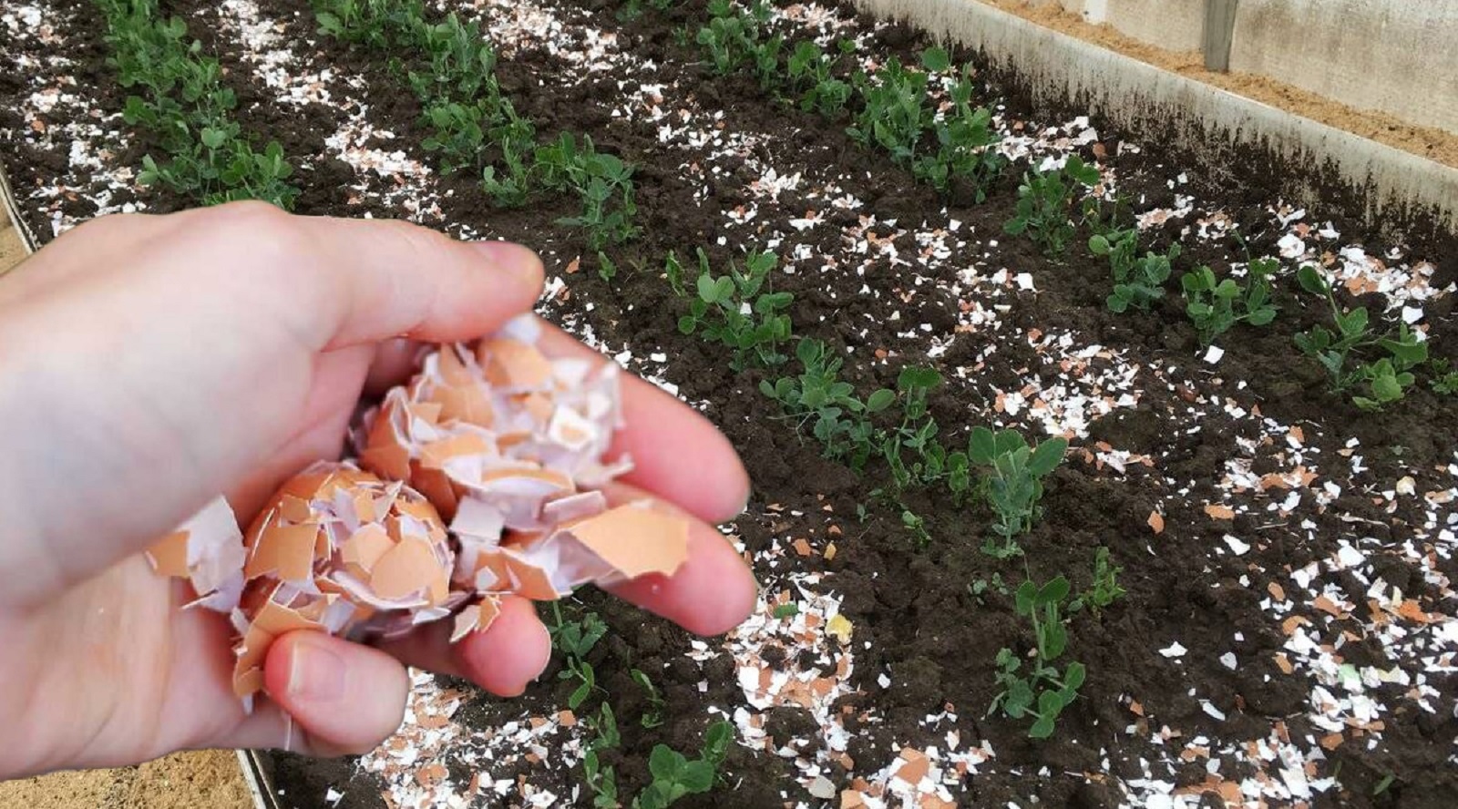 Узнайте, почему яичная скорлупа — это натуральный помощник на огороде: как правильно её использовать для растений, почвы и защиты от вредителей.