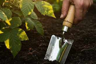 Узнайте, когда и что сажать в июле 2025 года: посевной календарь с практическими советами, фазами Луны и благоприятными днями для каждой культуры.