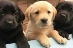 Узнайте, какие прививки необходимы щенкам в первый месяц жизни, когда их делать и как обеспечить эффективную профилактику заболеваний.