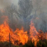 Пожары охватили 3000 гектаров в Турции: в Бурсе эвакуированы 1700 человек, погиб пожарный, жара достигла рекордных 50,5°C.