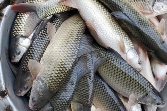 Узнайте, к чему снится большой улов рыбы: значение сна по разным сонникам, символика богатой добычи в воде, толкования для мужчин и женщин.