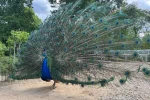 Романтический остров с павлинами недалеко от Берлина: история Pfaueninsel, как добраться, что посмотреть и чем нельзя кормить птиц.