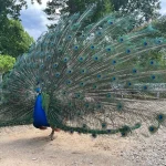 Романтический остров с павлинами недалеко от Берлина: история Pfaueninsel, как добраться, что посмотреть и чем нельзя кормить птиц.