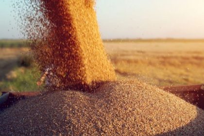 Экспорт пшеницы из Молдовы упал на 60% из-за обмеления порта Джурджулешть и конкуренции Европейского Союза.
