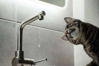 20 октября 2025 года в Кишинёве на улицах Тинереций и Фынтынцей временно отключат воду из-за плановых работ.