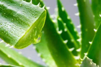 Алоэ — это мощный природный источник здоровья, красоты и пищевой пользы с уникальными свойствами для кожи, пищеварения и иммунитета.