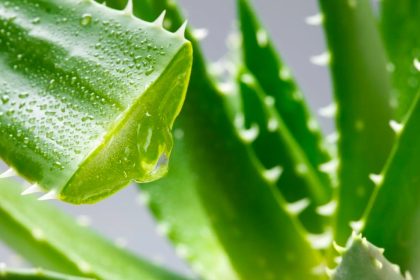 Алоэ — это мощный природный источник здоровья, красоты и пищевой пользы с уникальными свойствами для кожи, пищеварения и иммунитета.