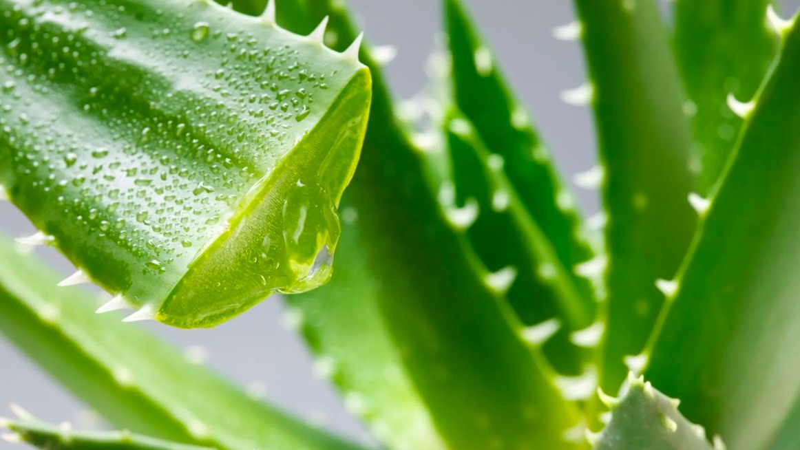 Алоэ — это мощный природный источник здоровья, красоты и пищевой пользы с уникальными свойствами для кожи, пищеварения и иммунитета.