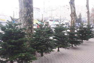 Где купить новогоднюю ёлку в Кишинёве: адреса ёлочных базаров по секторам, цены 2025 года и советы по выбору елки.