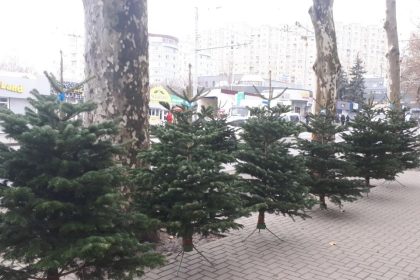 Где купить новогоднюю ёлку в Кишинёве: адреса ёлочных базаров по секторам, цены 2025 года и советы по выбору елки.