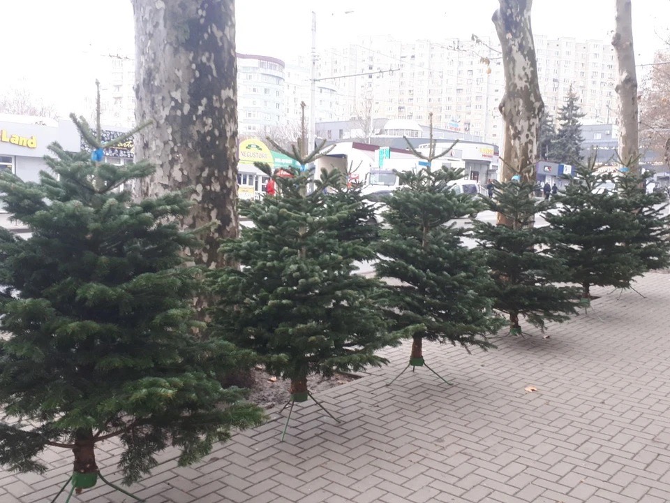 Где купить новогоднюю ёлку в Кишинёве: адреса ёлочных базаров по секторам, цены 2025 года и советы по выбору елки.