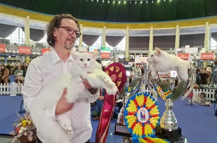 Кот из Румынии стал лучшим котом мира на чемпионате кошек 2025 года