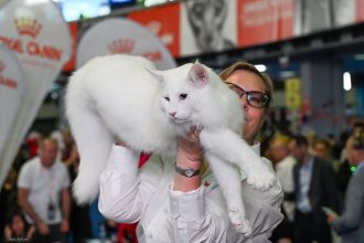 Кот Nordri и его сын Quasar из Румынии стали чемпионами мира на конкурсе кошек 2025, покорив жюри и публикации СМИ.