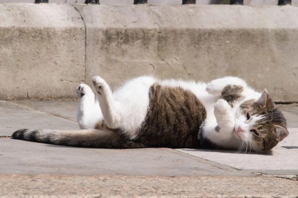 18-летний кот Ларри из резиденции премьера Великобритании станет героем документального сериала