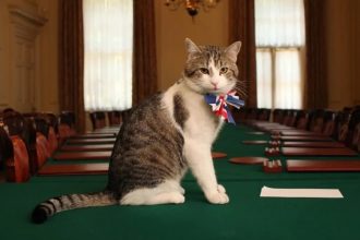 18-летний кот Ларри, официальный мышелов резиденции премьера Великобритании, станет героем документального сериала.