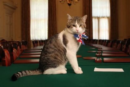 18-летний кот Ларри, официальный мышелов резиденции премьера Великобритании, станет героем документального сериала.