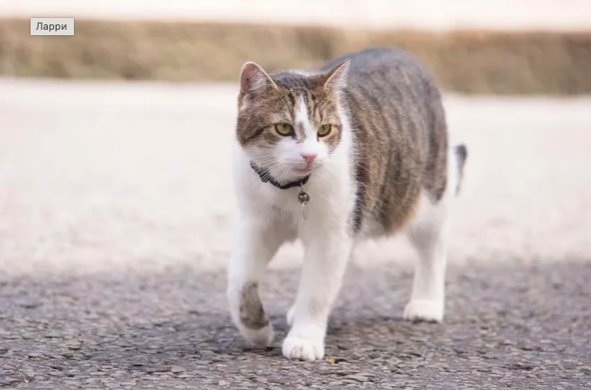 18-летний кот Ларри из резиденции премьера Великобритании станет героем документального сериала