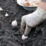 Что сажать в ноябре: озимый чеснок, зелень, подзимние овощи, мульчирование, удобрения, подготовка сада и теплицы к зиме для будущего урожая.
