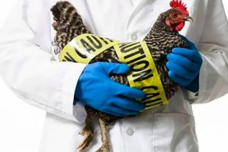 ANSA предупреждает об угрозе птичьего гриппа в Молдове и призывает фермеров соблюдать меры биобезопасности из-за вспышек в соседних странах.