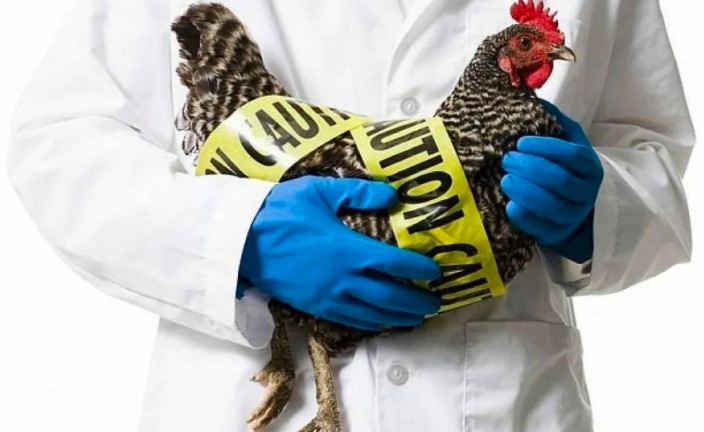 ANSA предупреждает об угрозе птичьего гриппа в Молдове и призывает фермеров соблюдать меры биобезопасности из-за вспышек в соседних странах.