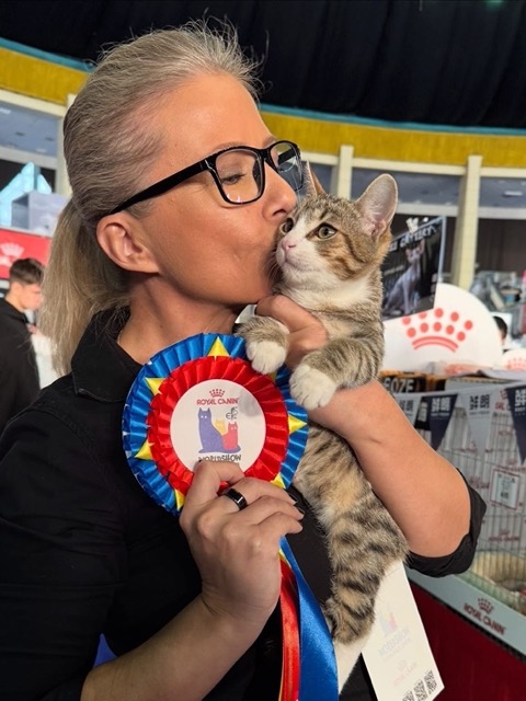 Кот из Румынии стал лучшим котом мира на чемпионате кошек 2025 года
